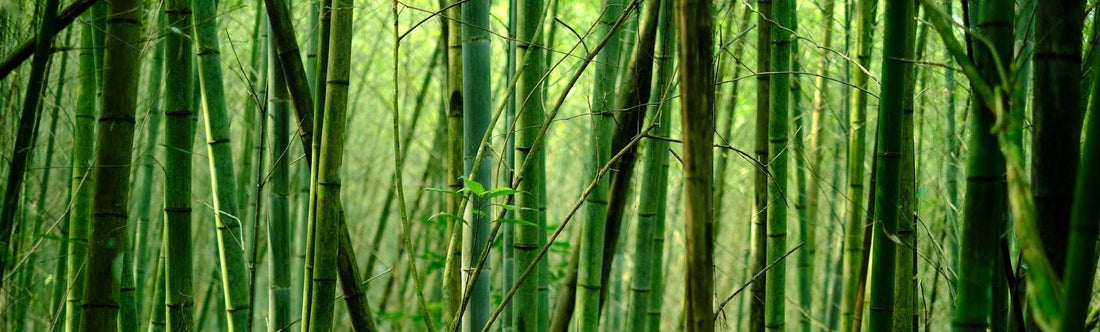 6 Facts and Myths about Bamboo Fabric - Robumi Lifestyle
