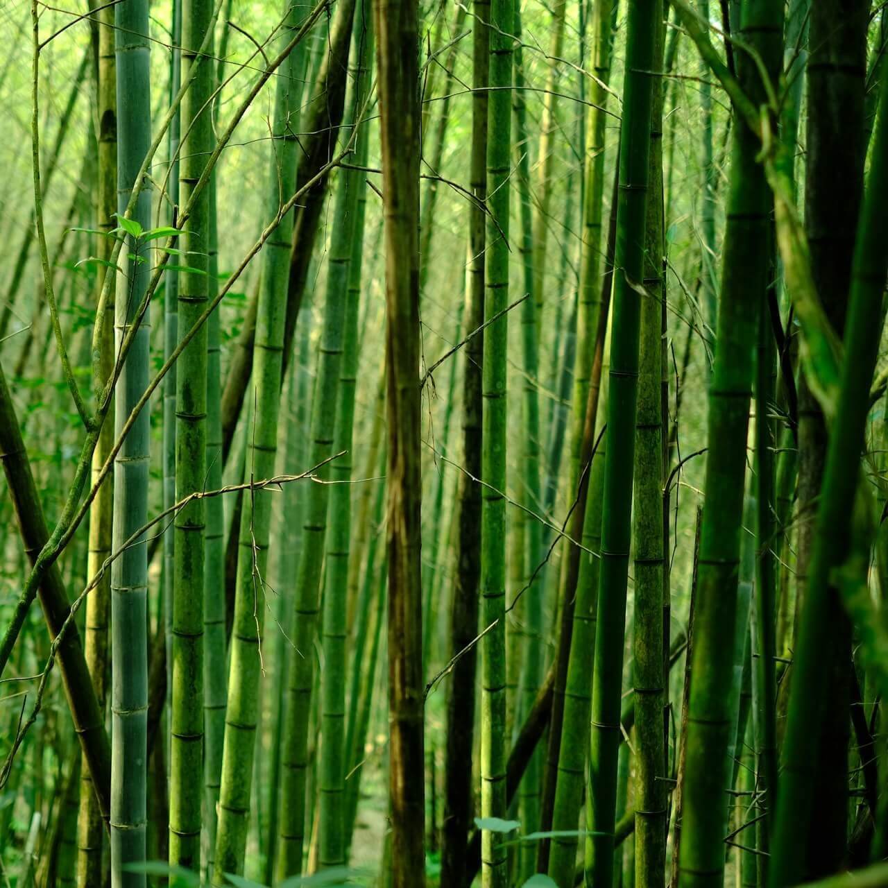 Tall green bamboo stalks in a forest